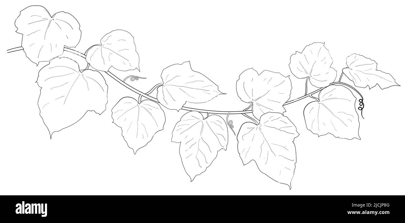 Ivy leaf drawing hi-res stock photography and images - Alamy