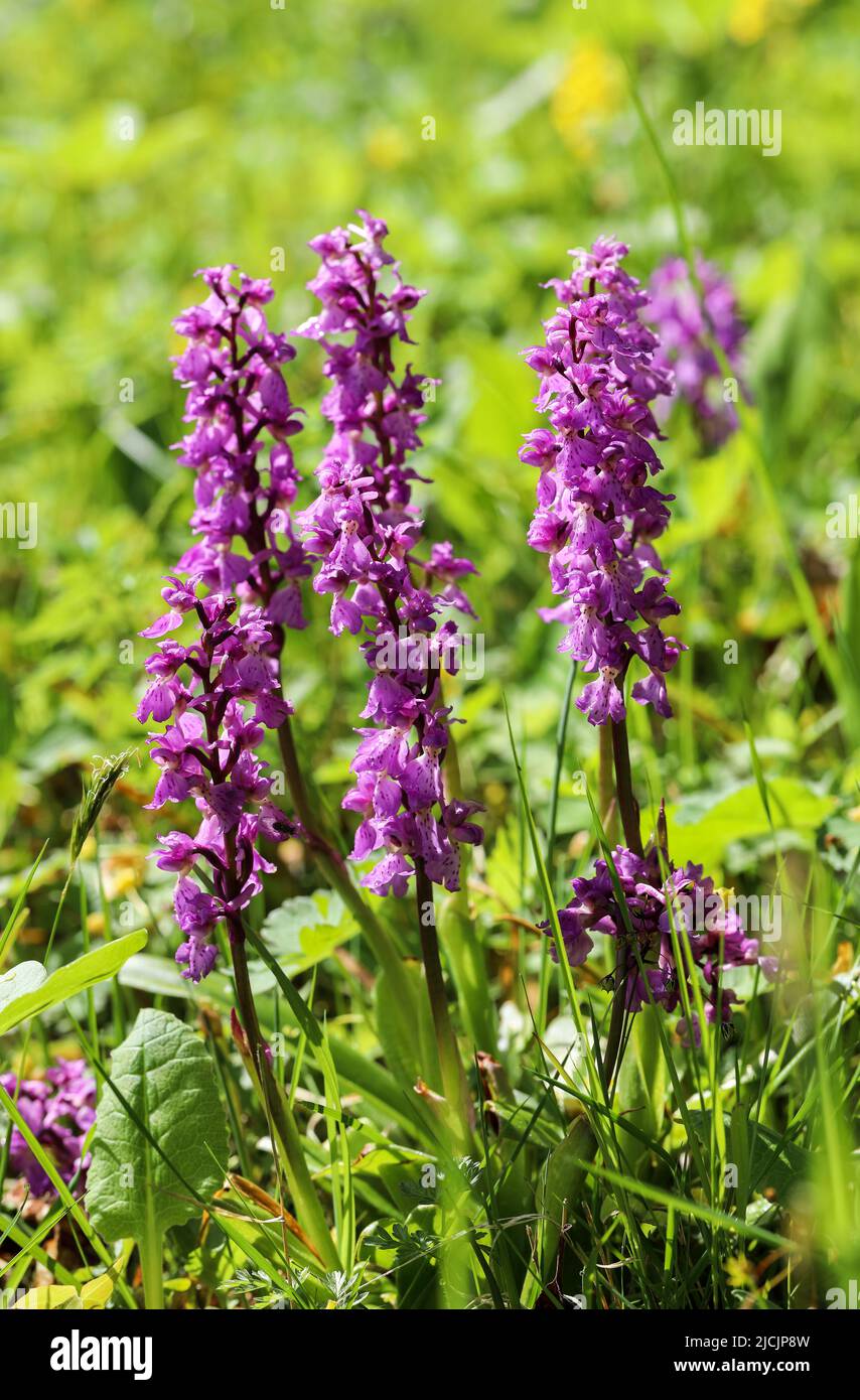Early purple orchid Stock Photo