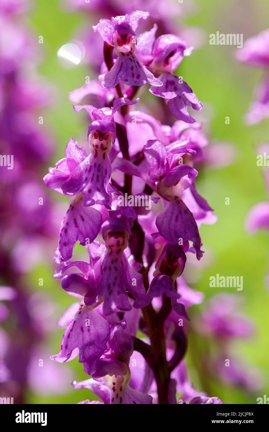Early purple orchid Stock Photo