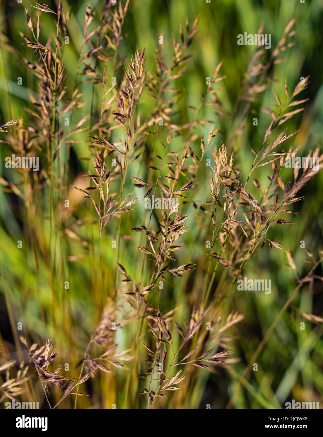 Wild green grass in shallow depth of field background. Weeds in natural background in morning light. Blurred photo, nobody, selective focus Stock Photo