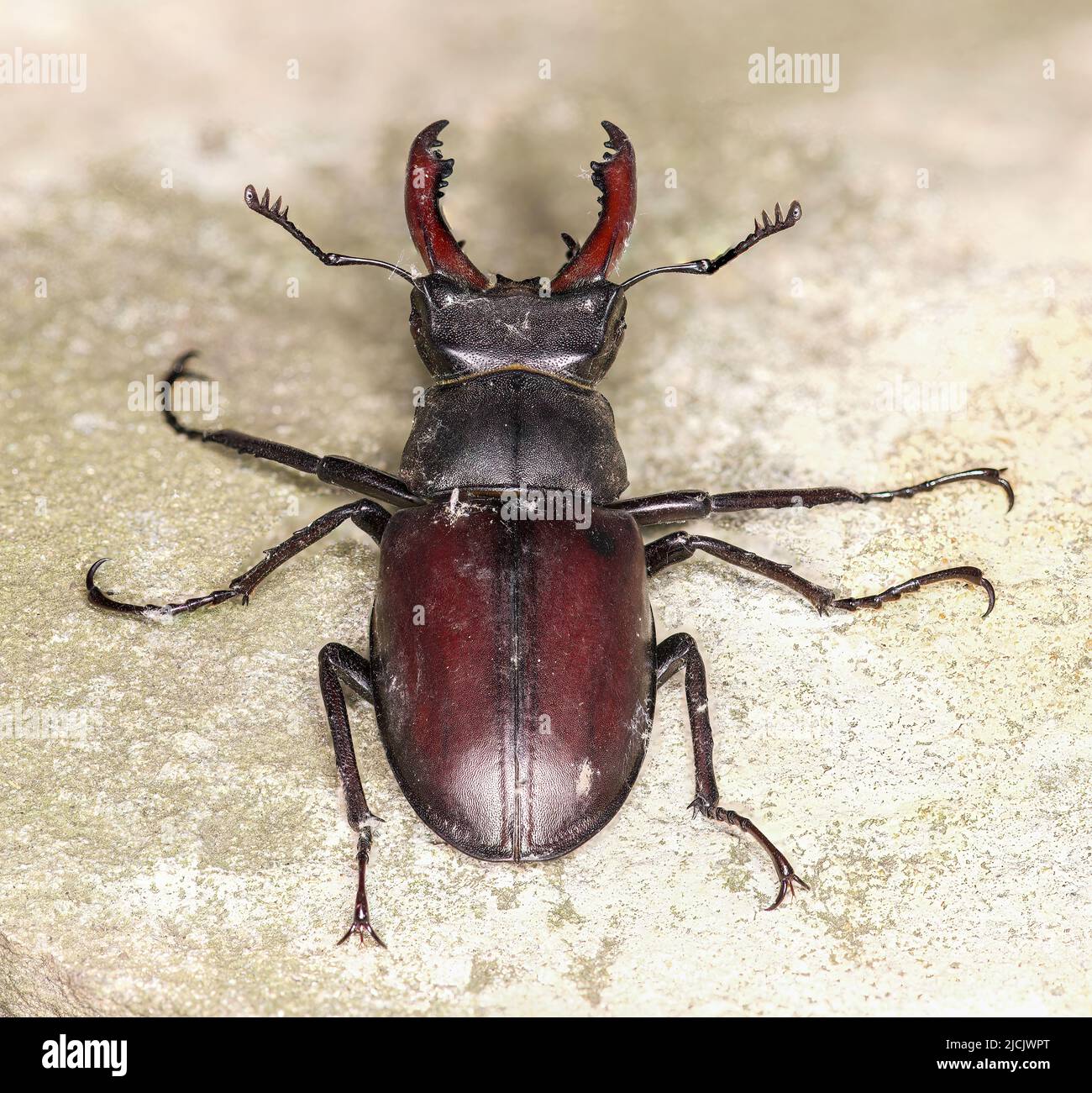 Stag beetle Scientific name: Lucanus cervus Stock Photo - Alamy