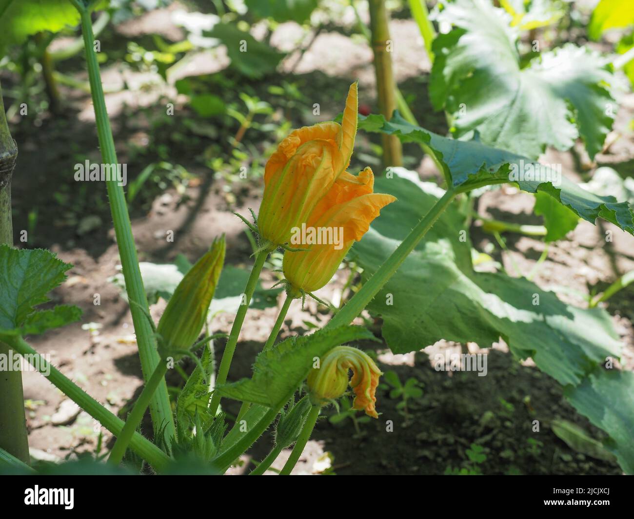 zucchini scientific name Cucurbita pepo aka courgettes plant with yellow flower Stock Photo