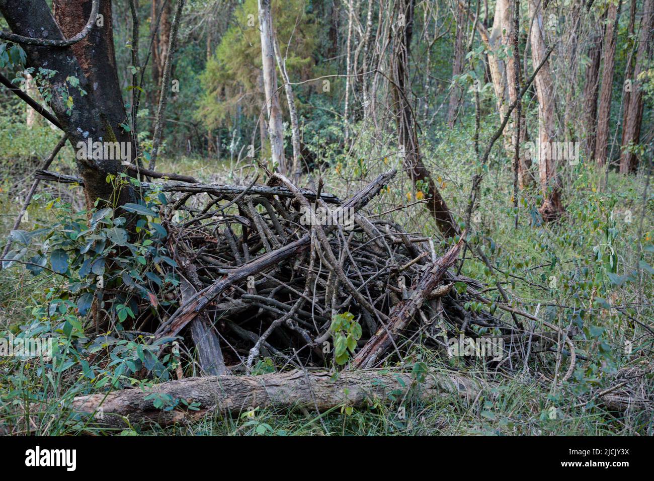 Tree Trunk Detailed Textures Of The Green Plants In The Forest Kenya East Africa Sigiria Gate