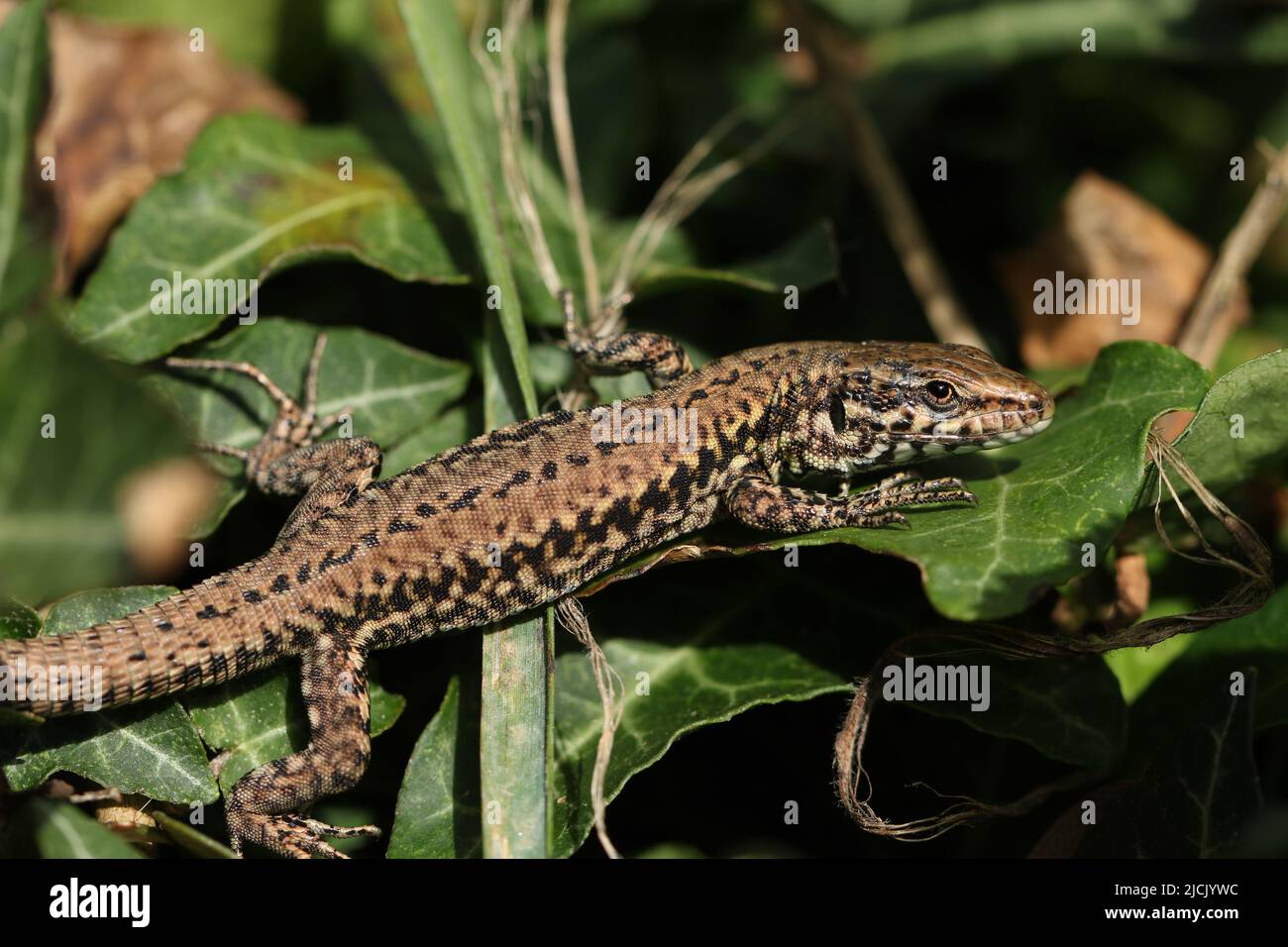 A non-native Wall Lizard, Podarcis muralis, warming itself up in the early morning sunshine hiding amongst the leaves of an Ivy plant. Stock Photo