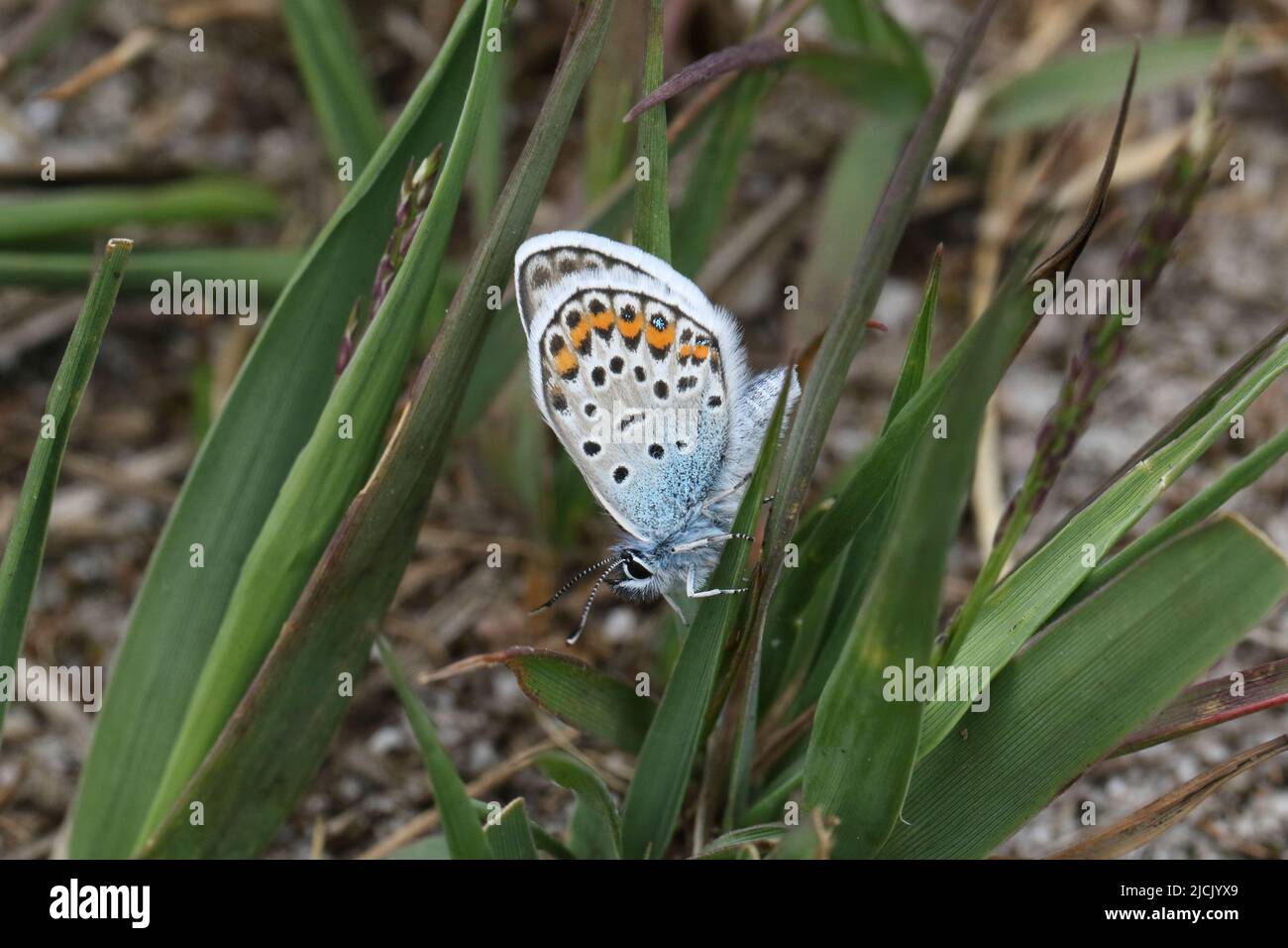 A newly emerged Silver-studded Blue Butterfly, Plebejus argus, resting on a blade of grass in moorland. Stock Photo
