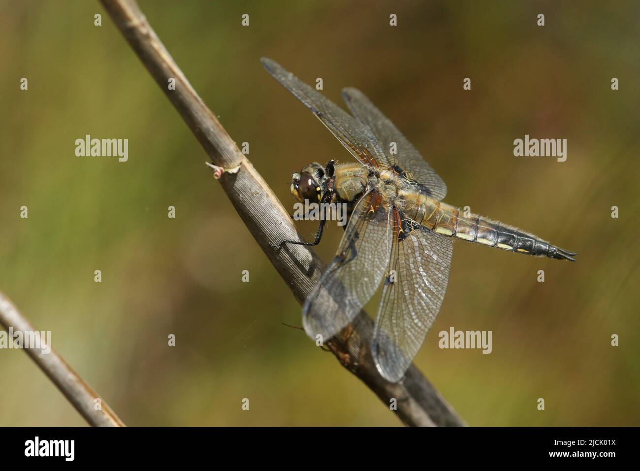 A hunting Four-spotted Chaser Dragonfly, Libellula quadrimaculata, perched on a reed growing at the edge of a pond. Stock Photo