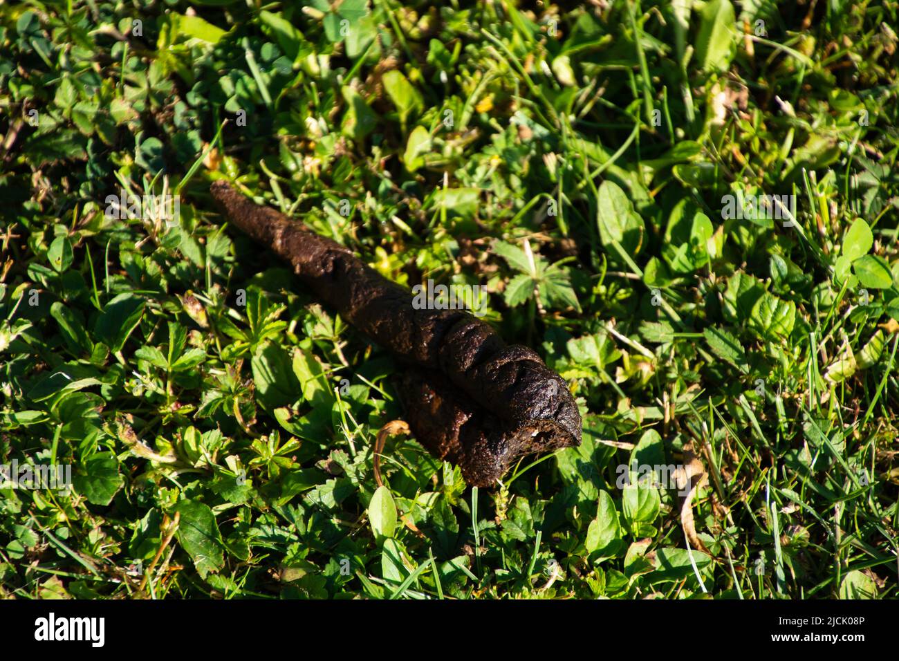 dog poo in the meadow as a synonym for ignorance and irresponsibility towards the environment Stock Photo