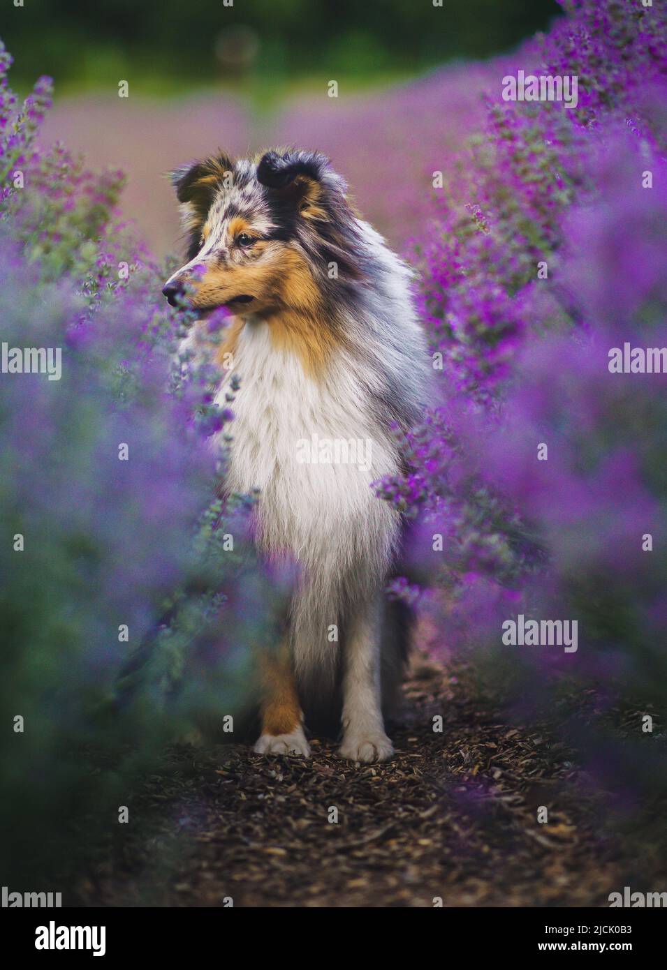 Purple Sheltie Umbrella Purple Sheltie Umbrella
