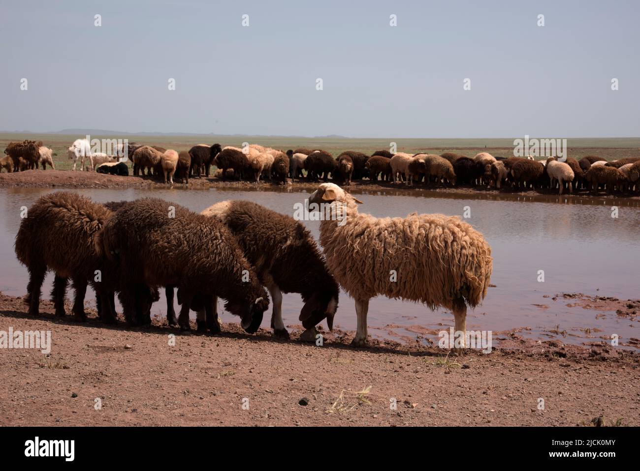 distinctive Stock Photo
