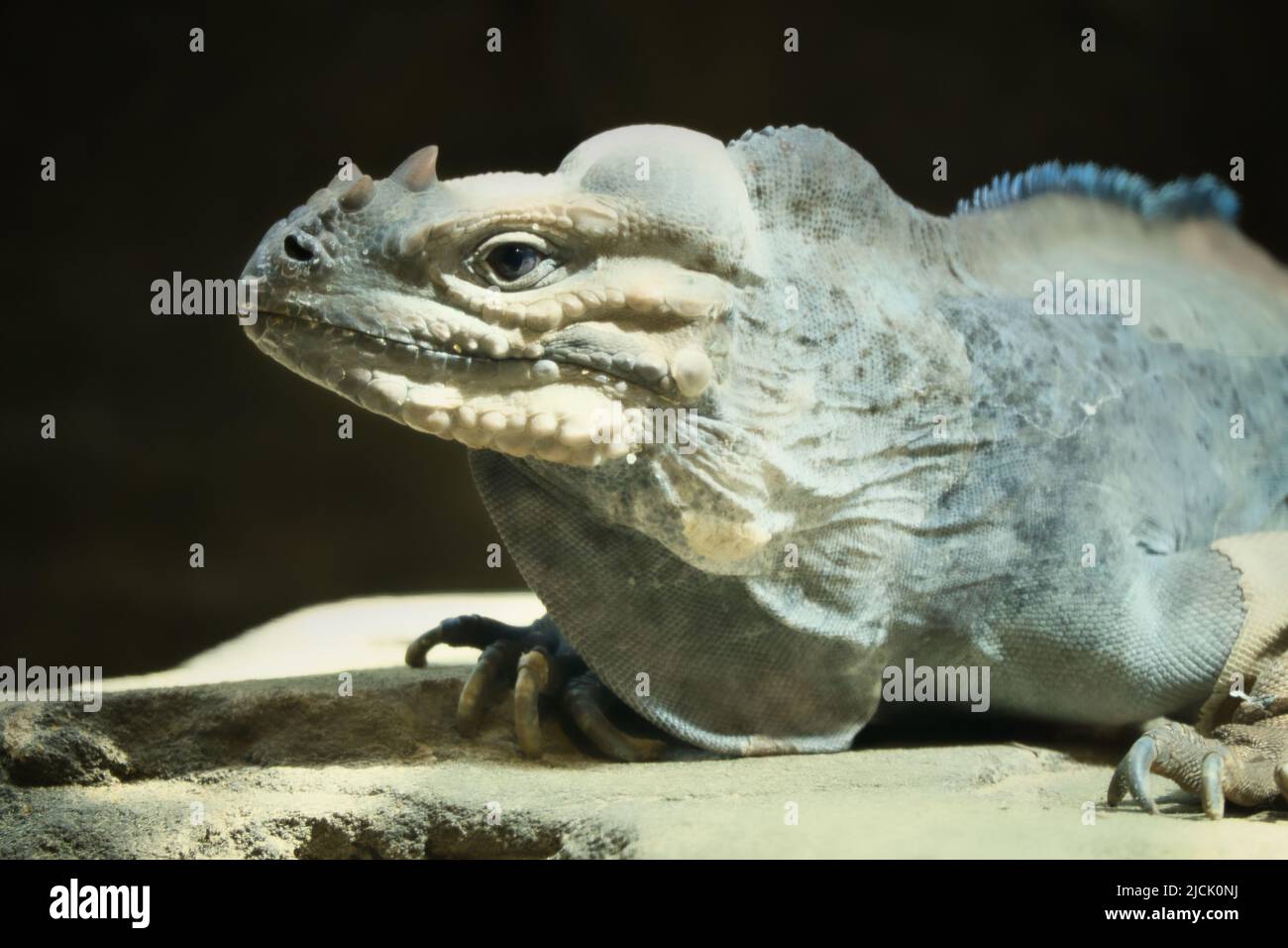 large iguana lying on a stone. Thorny comb and scaly skin. Animal photo of a reptile Stock Photo