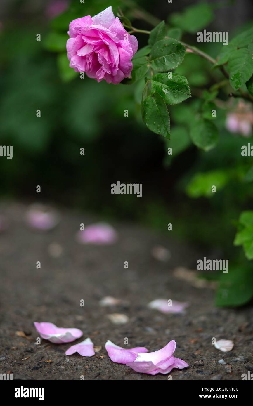 Drops of water on the pale pink rose and on the leaves, the petals fell ...