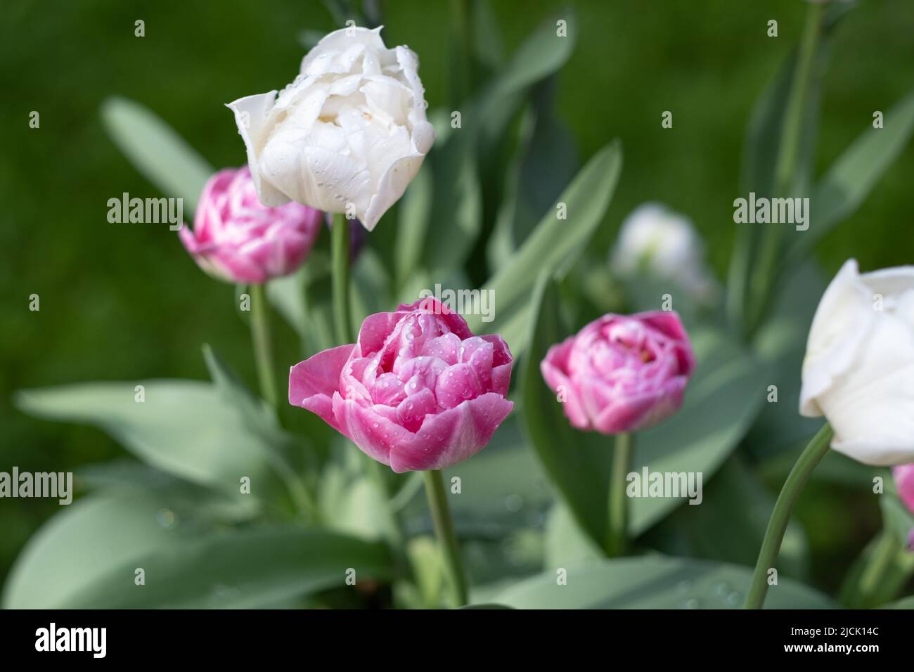 Flowering double tulips with rain drops of the petals Stock Photo