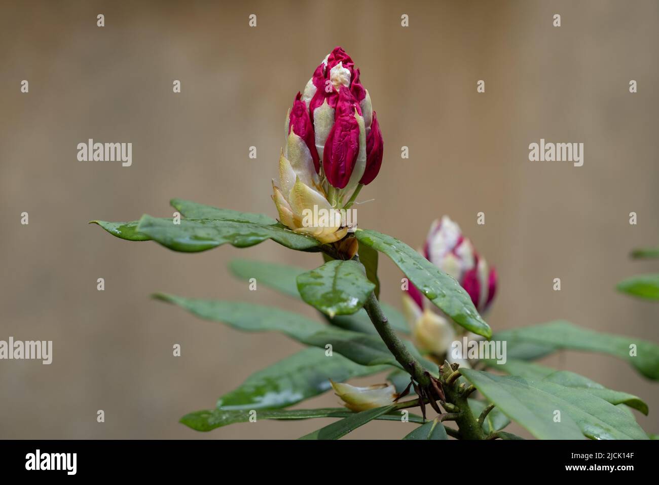 Bright rhododendron buds shortly before flowering Stock Photo