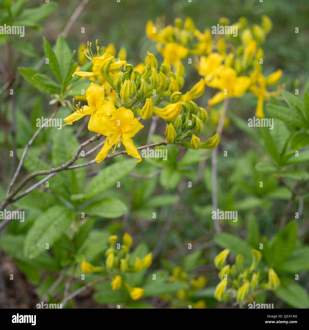Flowers of blooming yellow rhododendron bush Stock Photo