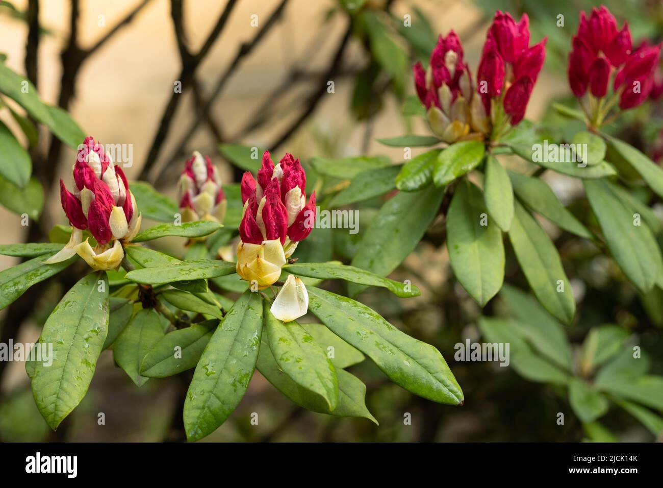 Bright rhododendron buds shortly before flowering Stock Photo