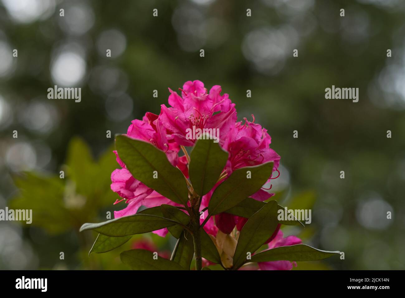 First bright pink rhododendron flower Stock Photo
