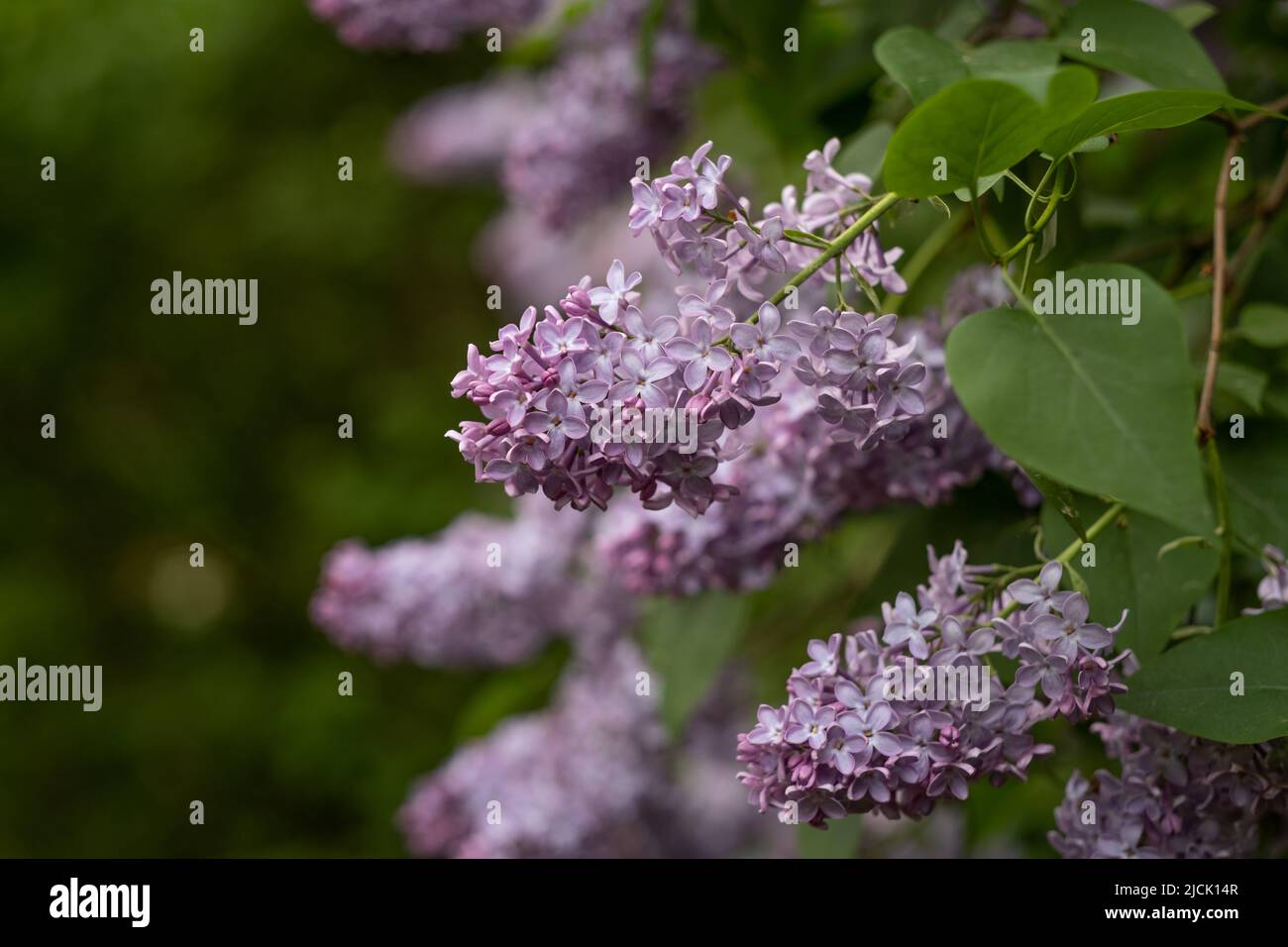 Blooming lilac bush flowers, garden in the spring Stock Photo