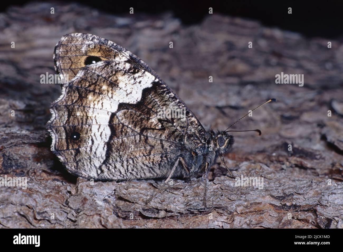 woodland grayling butterfly rests on a trunk, underside view Stock Photo