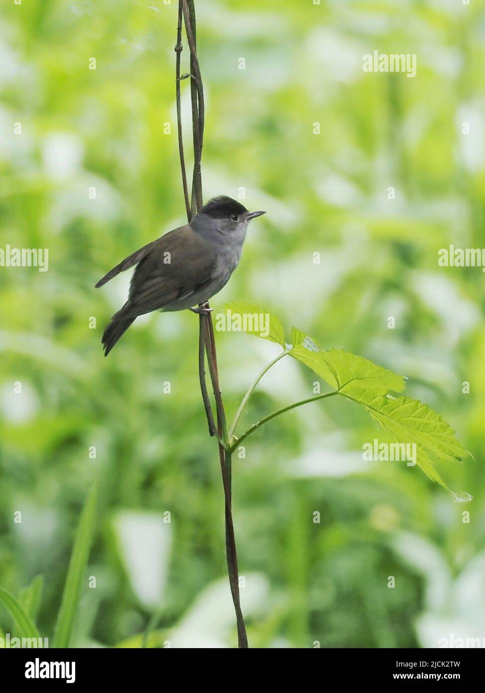 A blackcap (Sylvia atricapilla) perched on a branch against a green background at RSPB Fairburn Ings Stock Photo