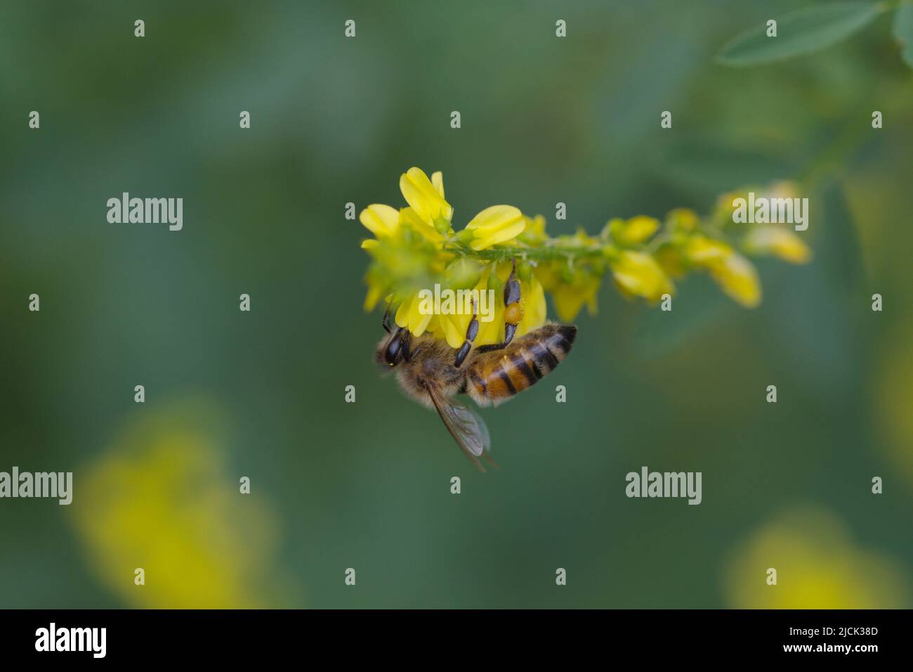 Macro photography of a honey bee at work Stock Photo