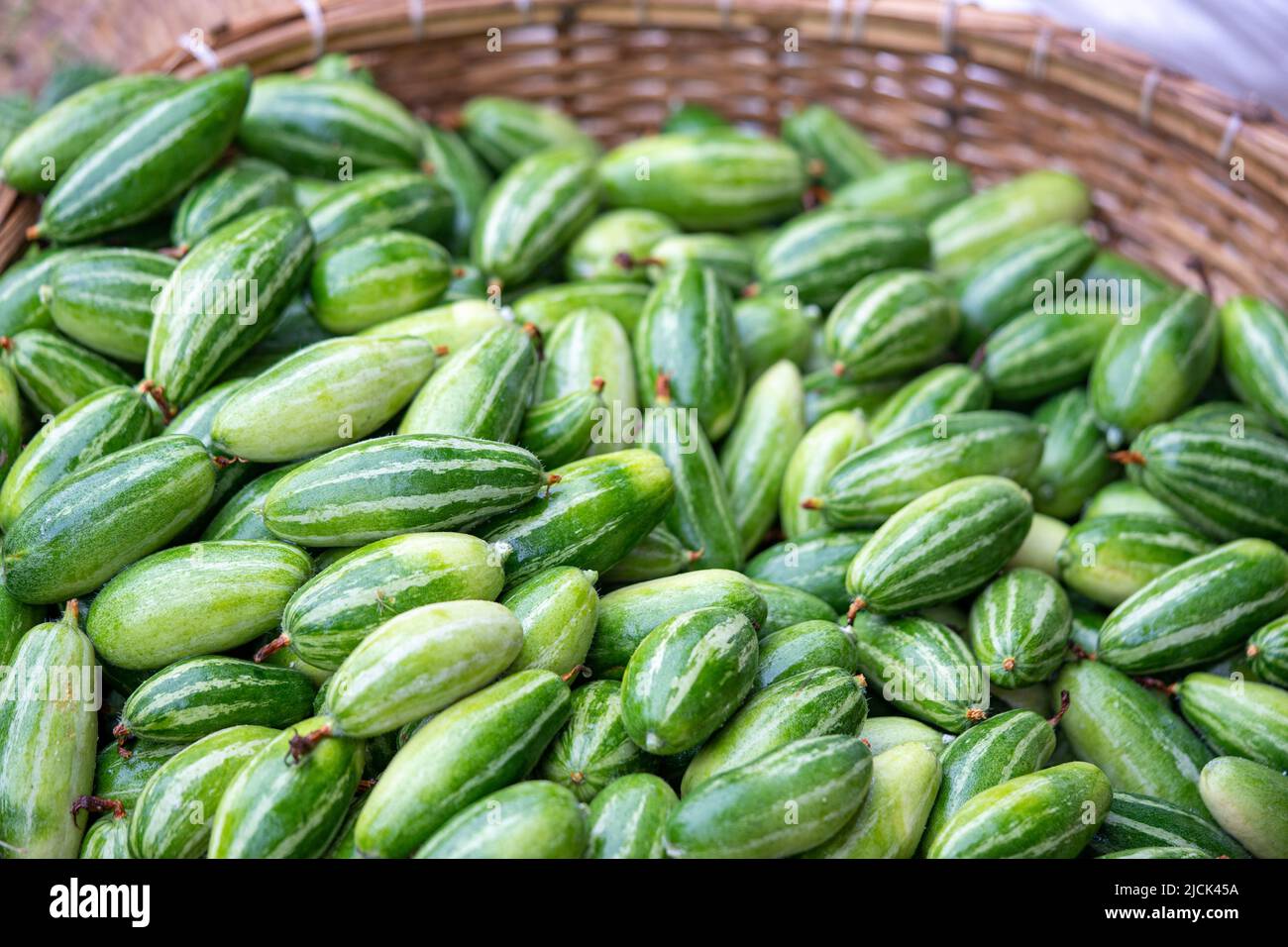 These are raw pointed gourd. Potol vegetable is a vine plant Stock