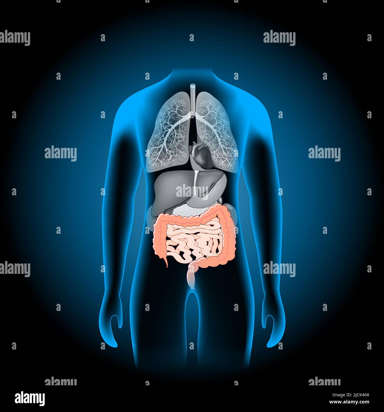 Human body anatomy. Gastrointestinal tract. Digestive system and Internal organs.  Diagram of stomach, intestines and rectum. x-ray blue realistic Stock Vector