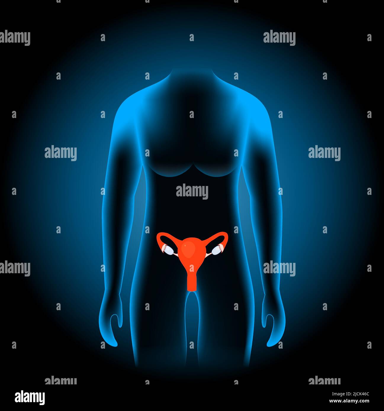 Female reproductive system. Human sex organs. uterus, Fallopian tubes, and ovaries into x-ray blue realistic torso. silhouette on dark background Stock Vector