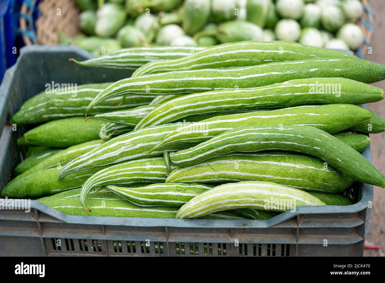 Cucumber round and long, in market Stock Photo