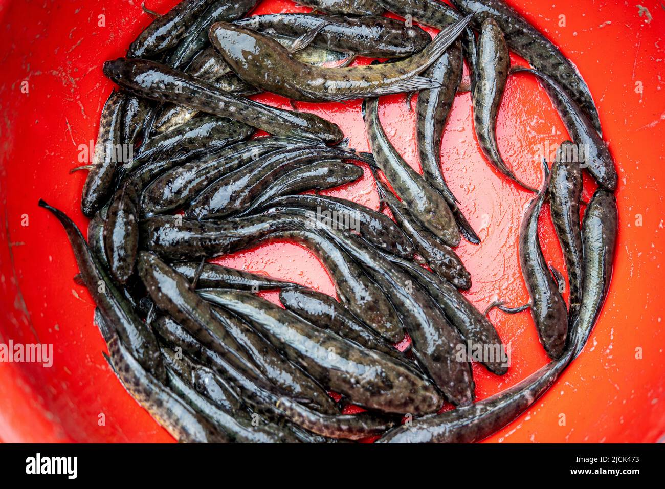 Taki found in rivers and ponds Stock Photo