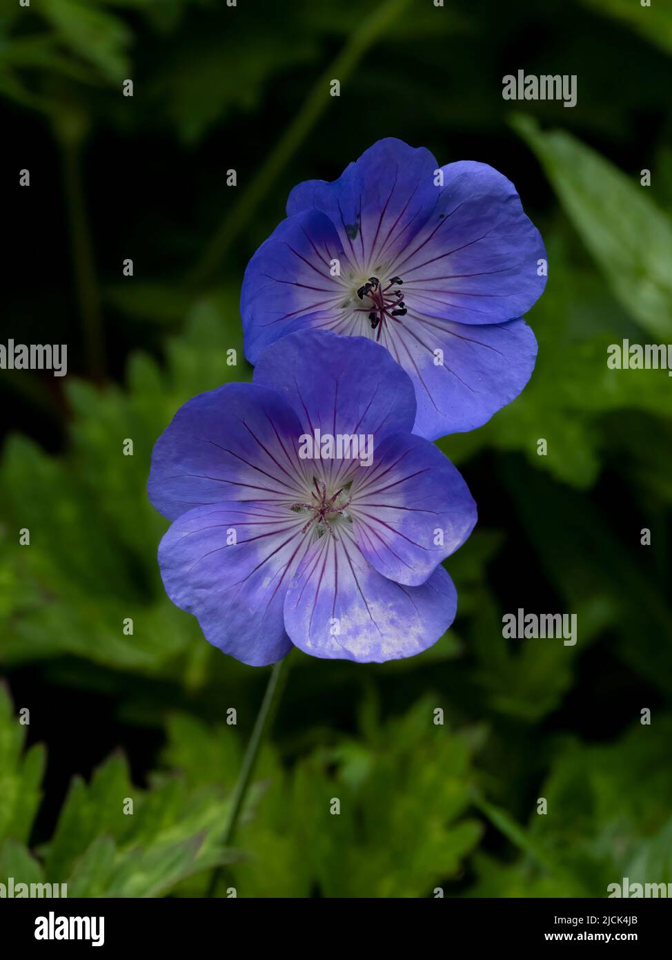 A pair of flowers of the Blue Geranium also known as the Blue Cranesbill Stock Photo