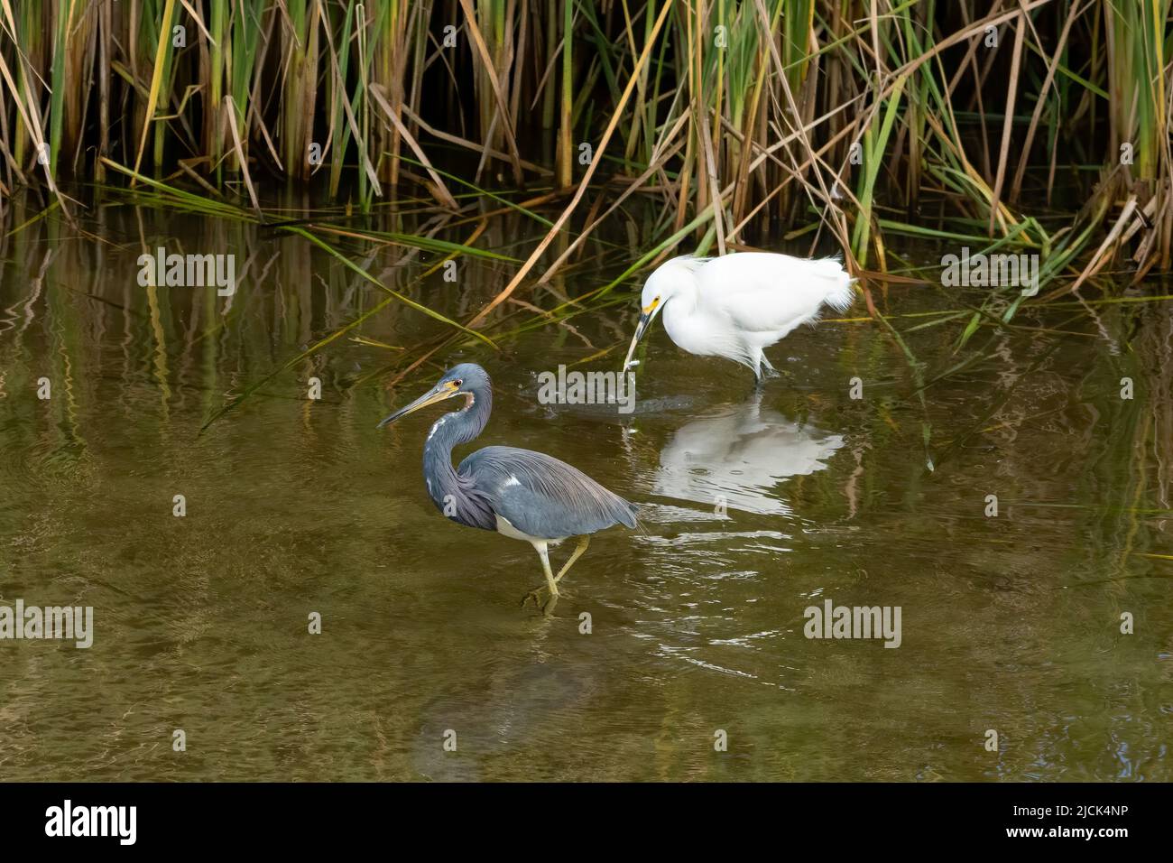 A Snowy Egret, Egretta thula, with a small fish in its bill in a wetland marsh in the South Padre Island Birding Center in Texas.  In front is a Trico Stock Photo