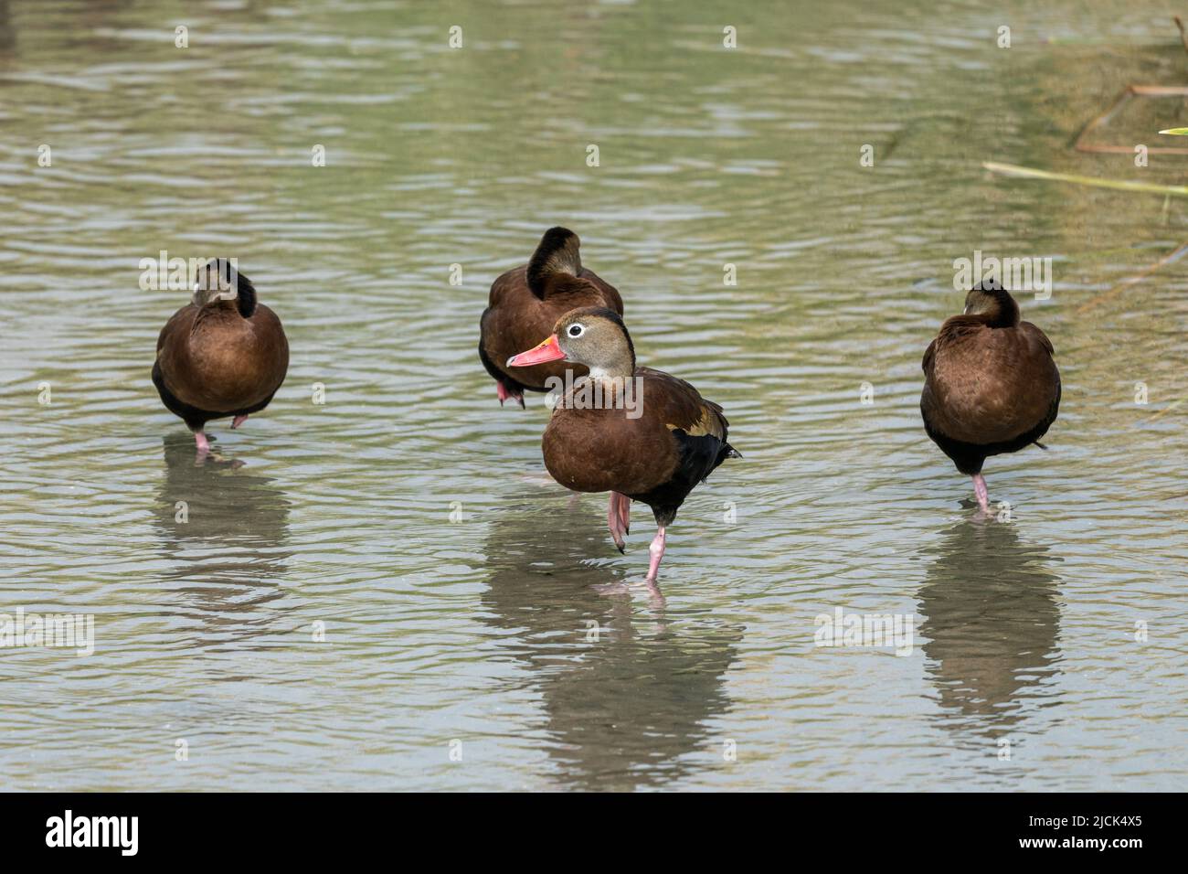 Blackbellied Whistling Ducks, Dendrocygna autumnalis, standing on one