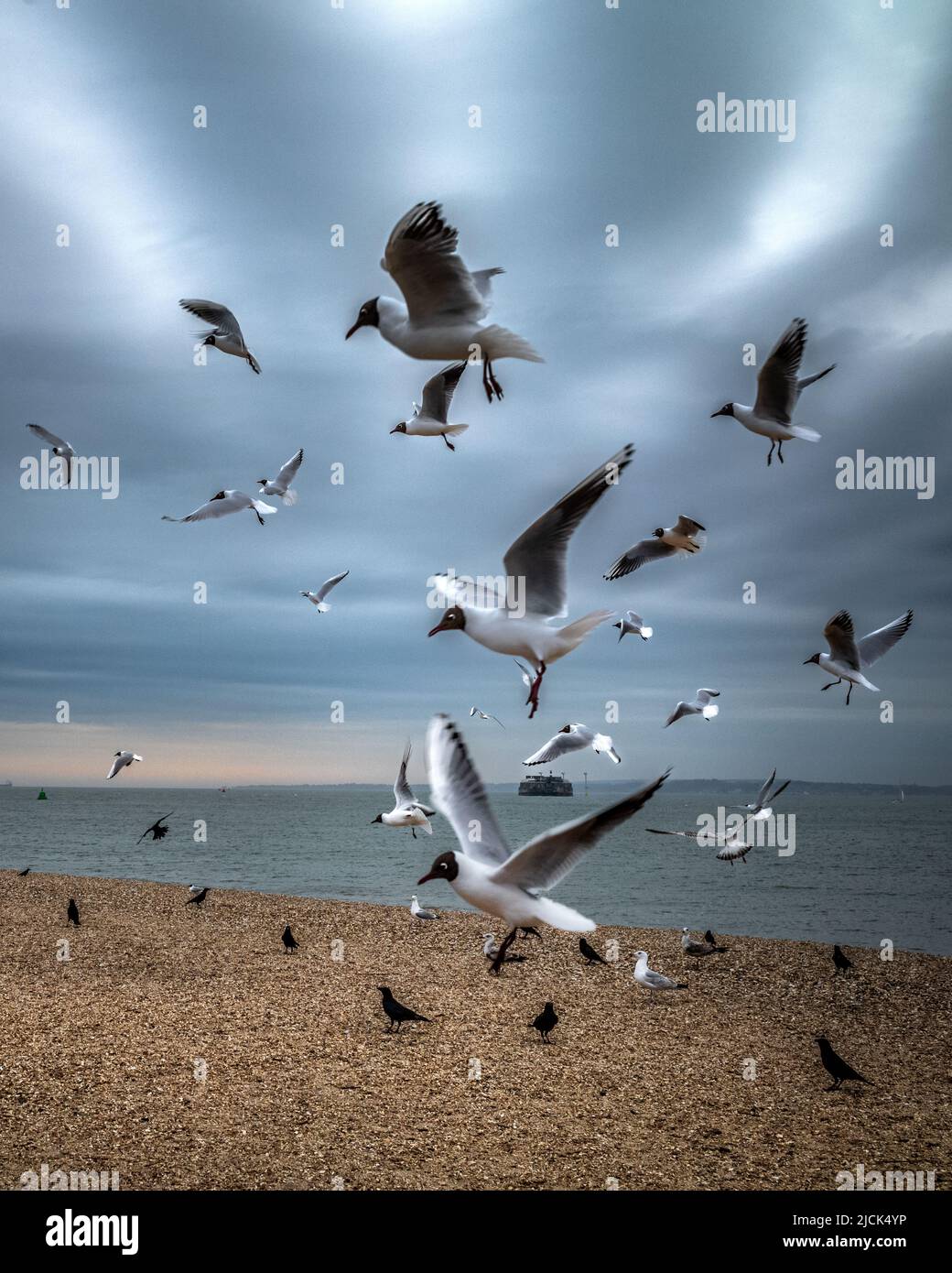 Black-headed gulls and crows flock to Southsea beach at dusk in Hampshire, England, UK Stock Photo