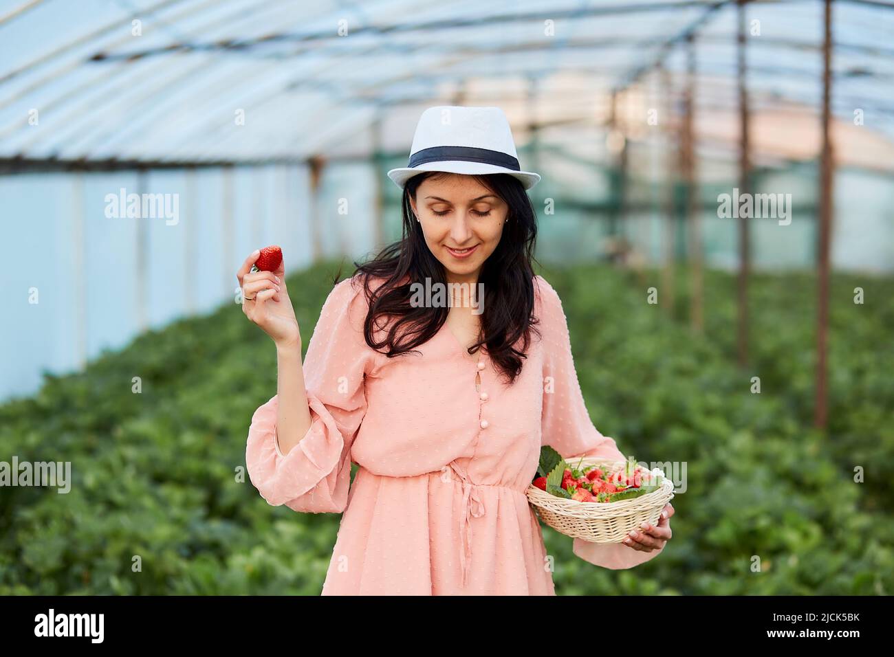 Woman is harvesting fresh strawberries in the greenhouse. Local ...