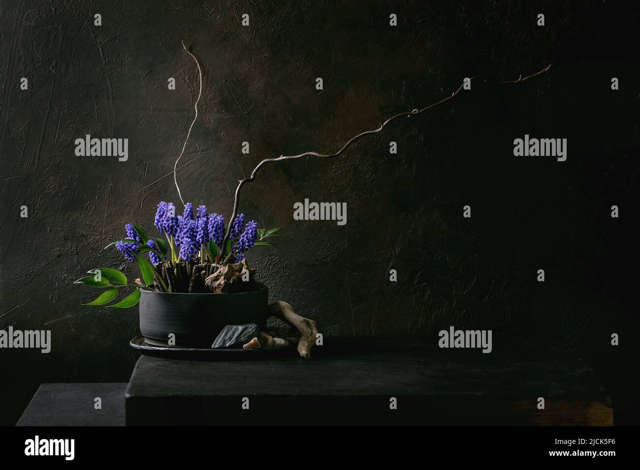 Spring ikebana. Floral composition with spring blooming blue muscari flowers and stones in black ceramic bowl, standing on black wooden table. Japanes Stock Photo