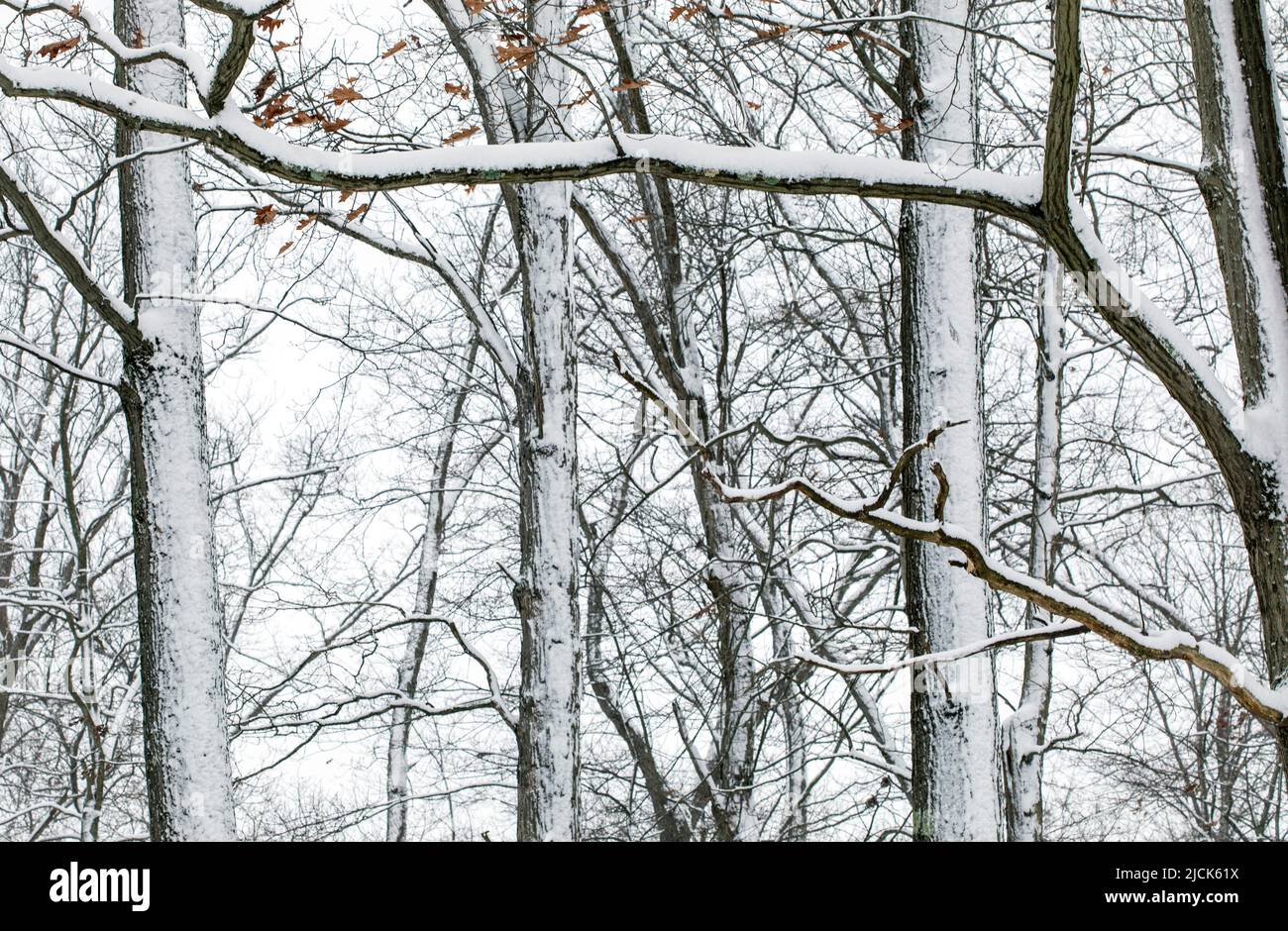 Trees On Snow Covered Landscape in heavy snow day, Canada. Stock Photo
