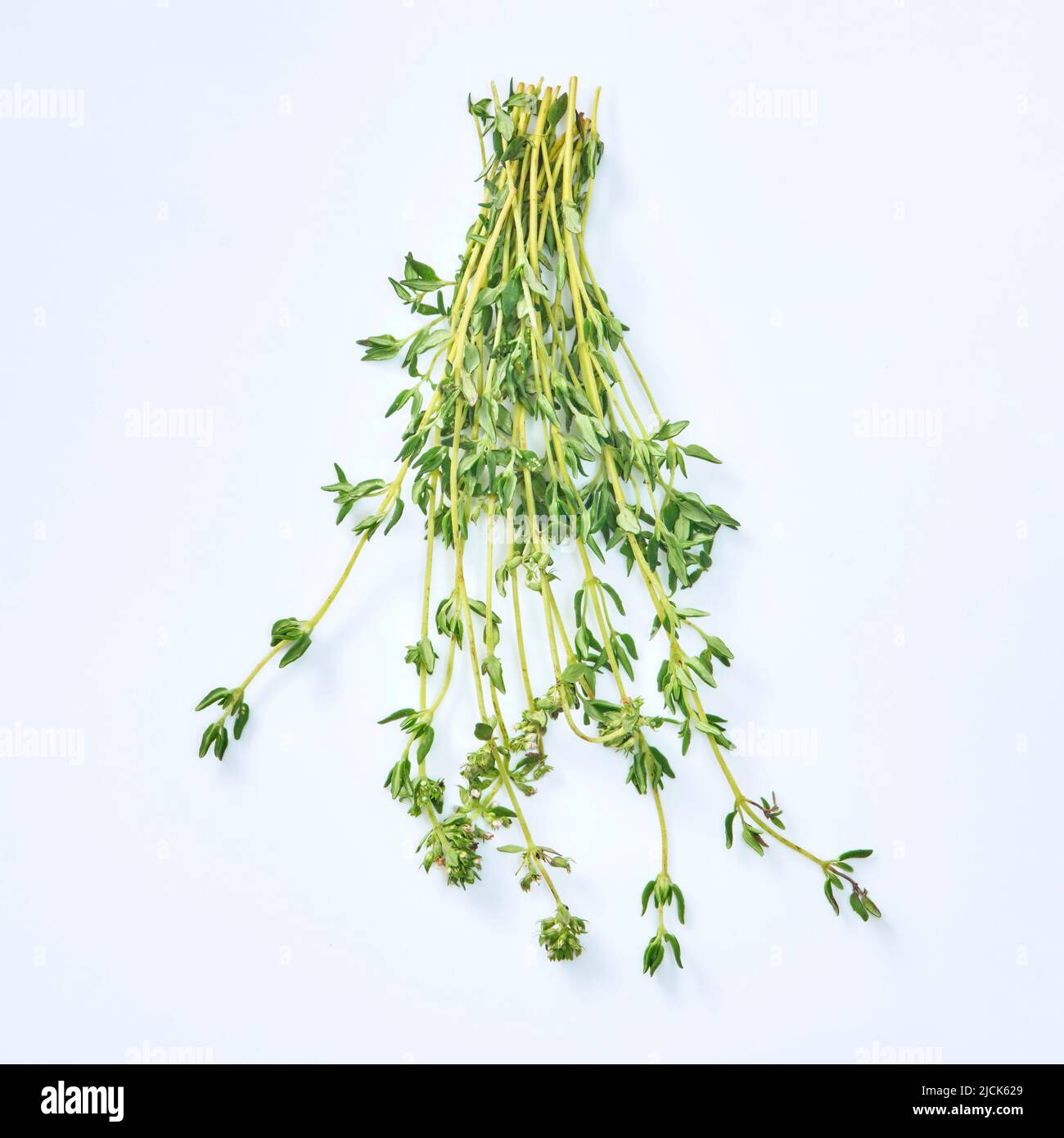 fresh thyme isolated on white background. Stock Photo