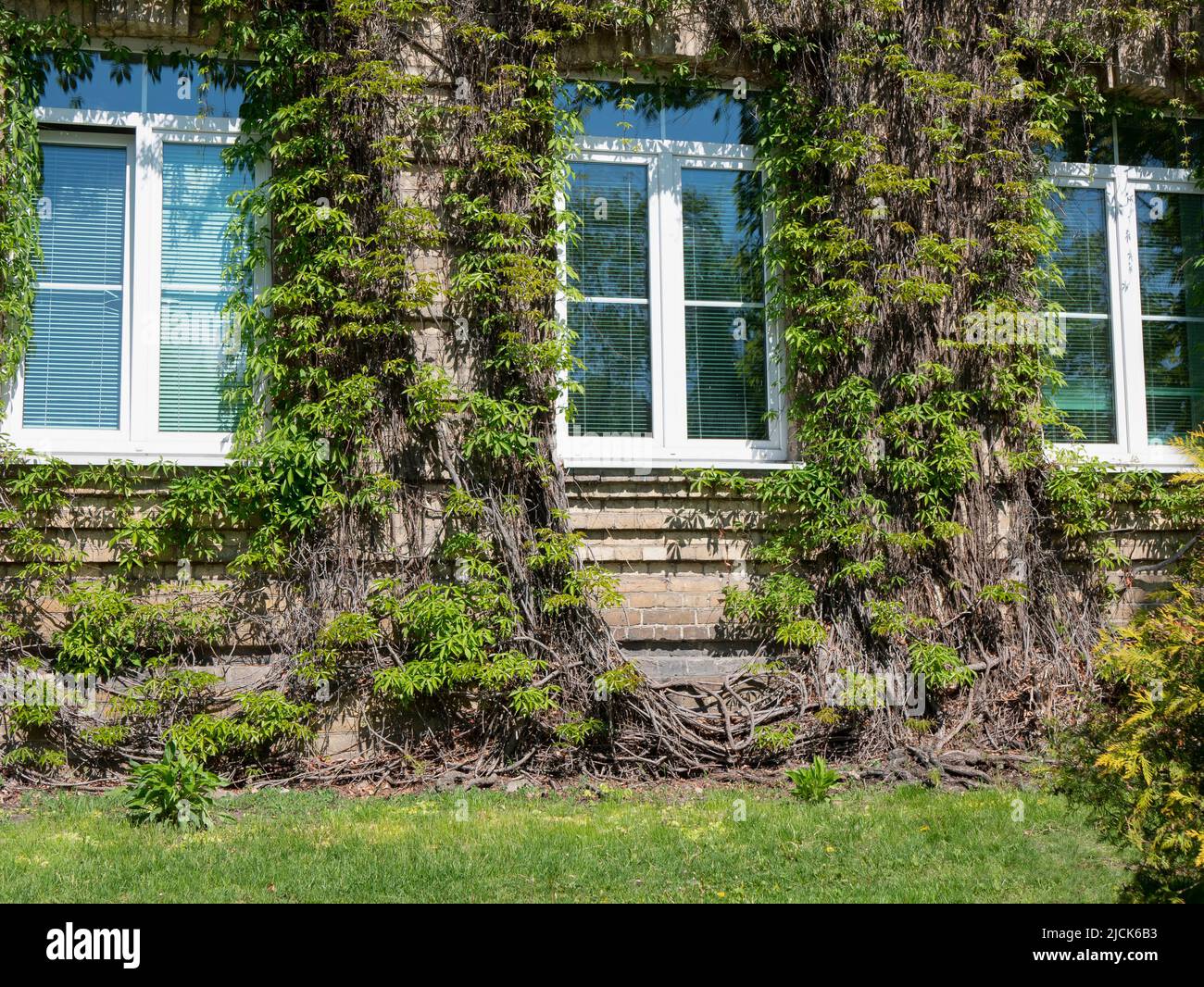 Climbing plants on the exterior of the first floor. Architectural planting. Green facade of building, selective focus Stock Photo