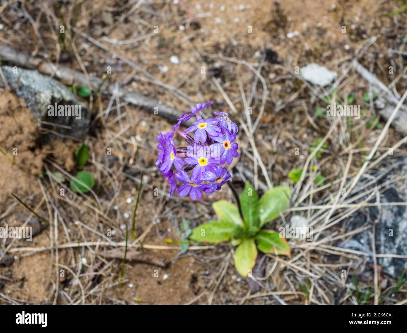 Himalayan Primrose (Primula denticulata). above Tengboche, Khumbu Stock Photo