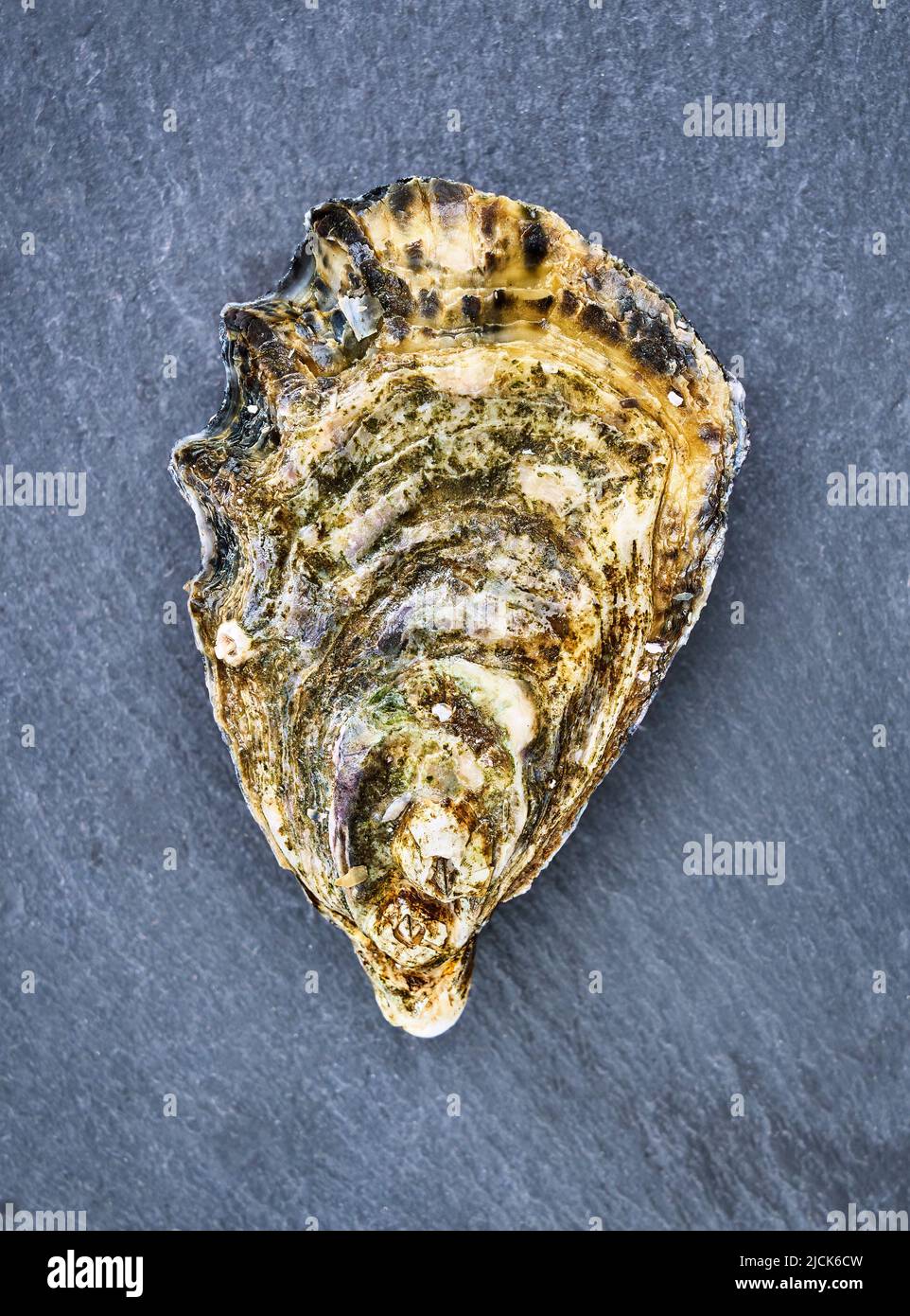 Fresh raw oyster clams isolated and ready to eat Stock Photo Alamy