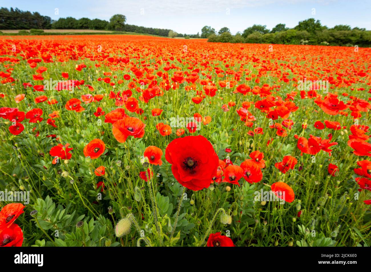 Poppy field in Worcestershire, UK 2022 Stock Photo