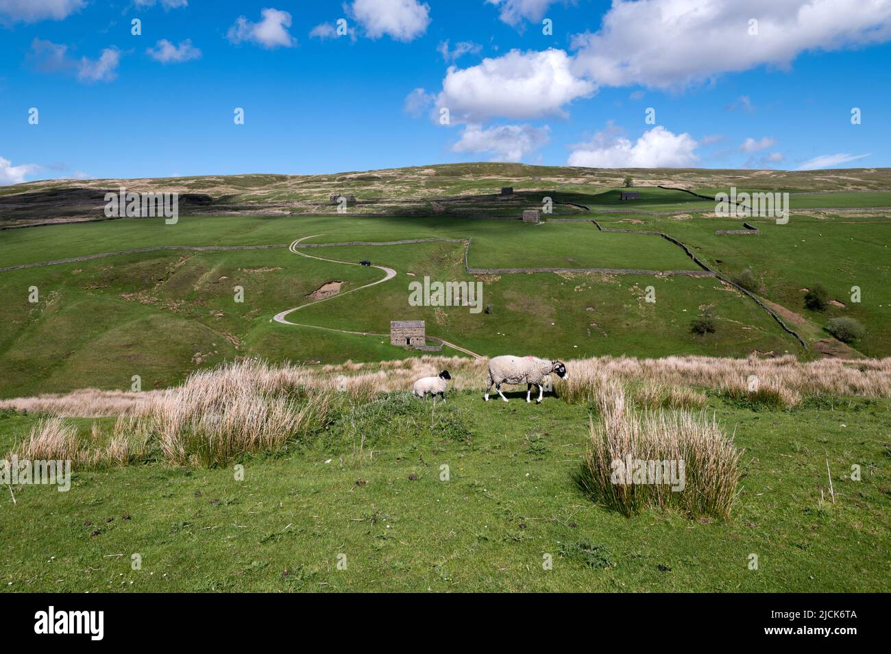 A Swaledale ewe and her lamb in West Stonesdale, near Keld, Yorkshire Dales National Park, UK Stock Photo