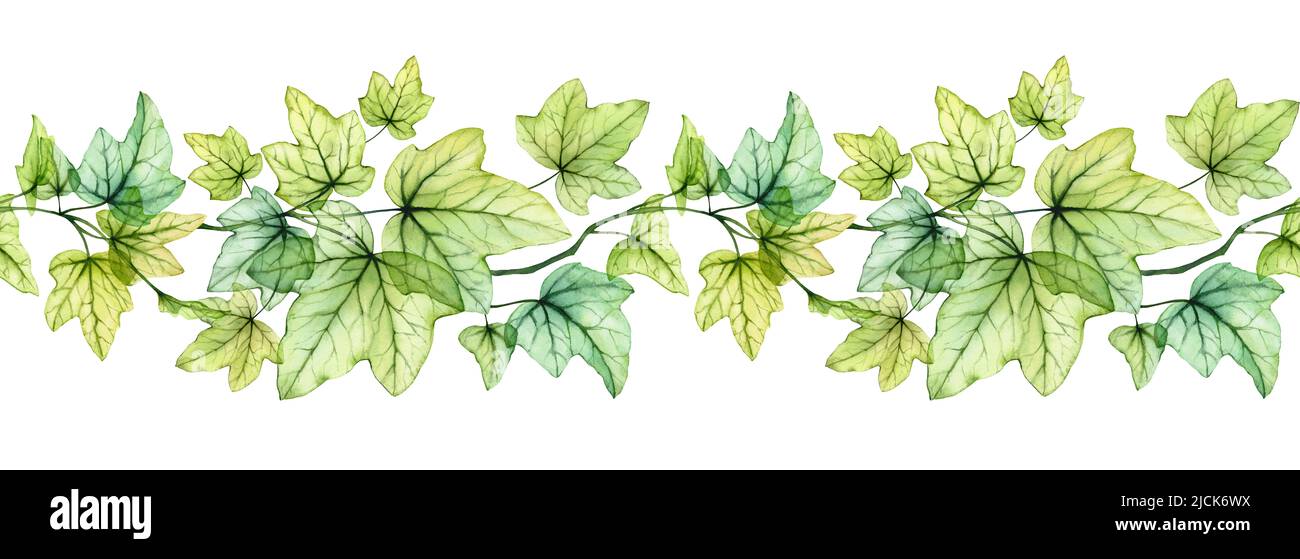 English Ivy Drawings