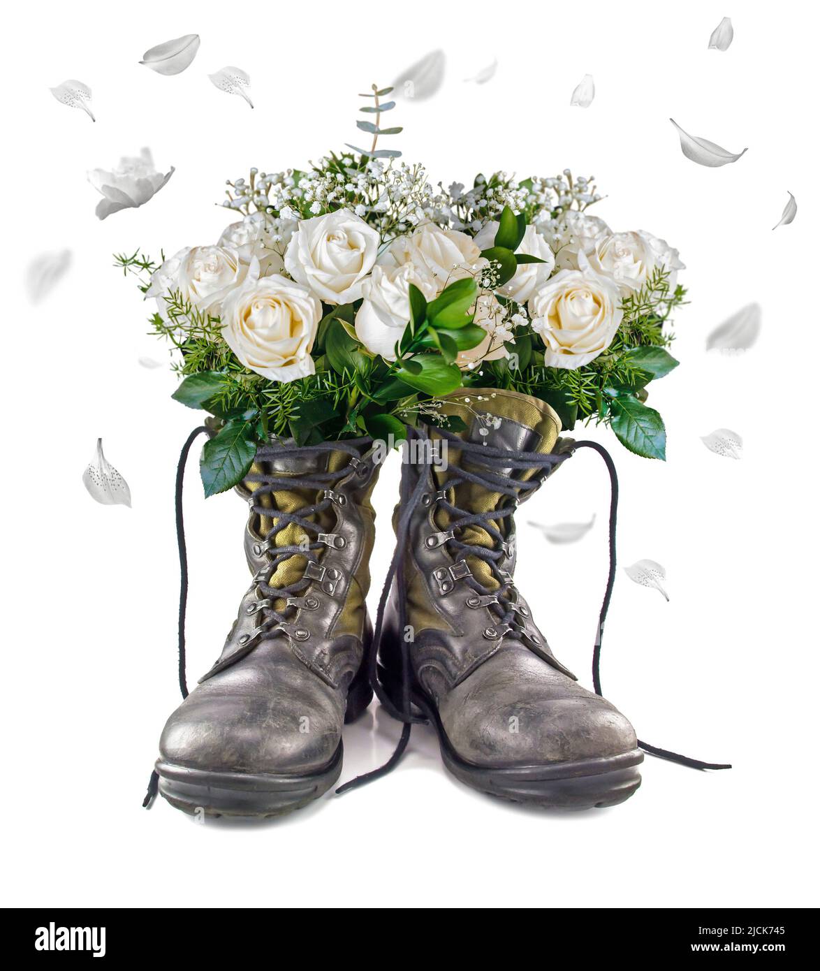 Stop the wars. Military boots. Military boot with bloom inside. World peace. White roses. Falling withered rose petals. Army boots isolated on white. Stock Photo