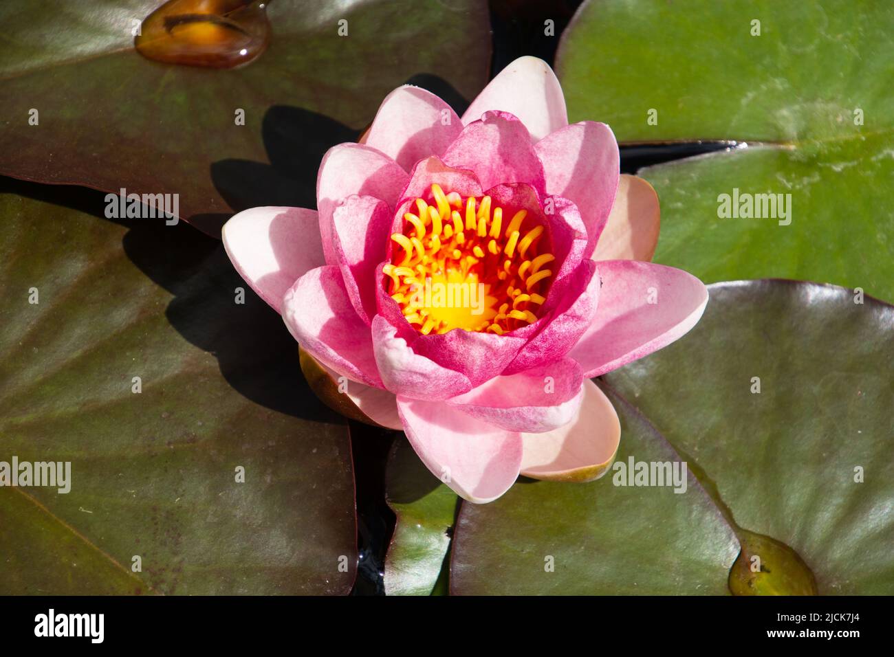 blooming nymphaea also called water lily in a relaxation area detail view Stock Photo