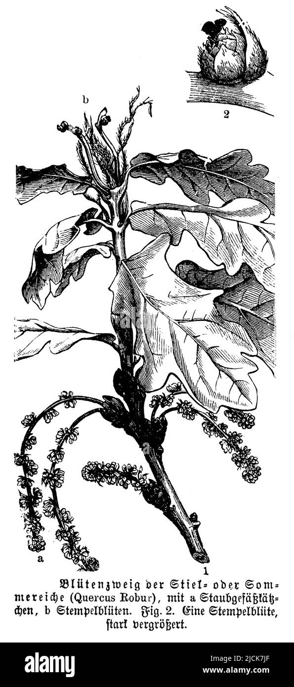 French oak, Quercus robur, anonym (schoolbook, 1889), Stieleiche, chêne pédonculé Stock Photo