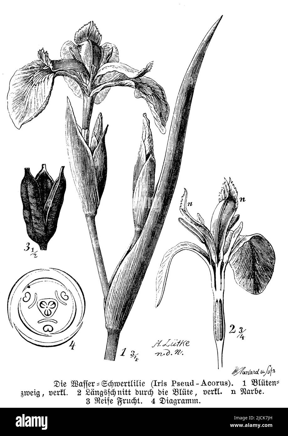 yellow flag, Iris pseudacorus, W. Aarland u. Sohn und A. Lütke n.d.N. (botany book, 1888), Sumpf-Schwertlilie, Iris des Marais Stock Photo