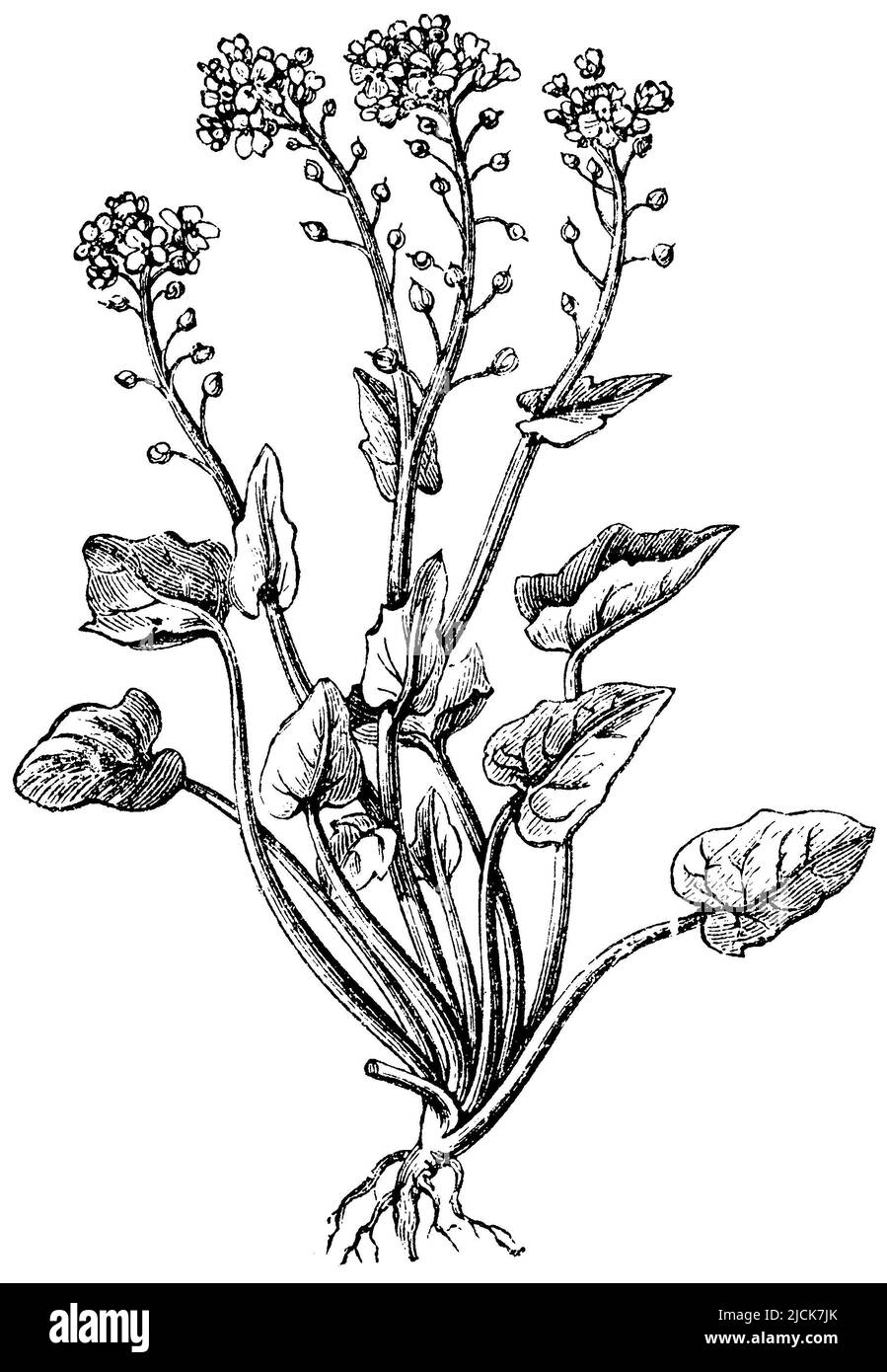 Common Scurvygrass, Cochlearia officinalis, anonym (agricultural book, 1876), Echtes Löffelkraut, Cranson Officinal Stock Photo