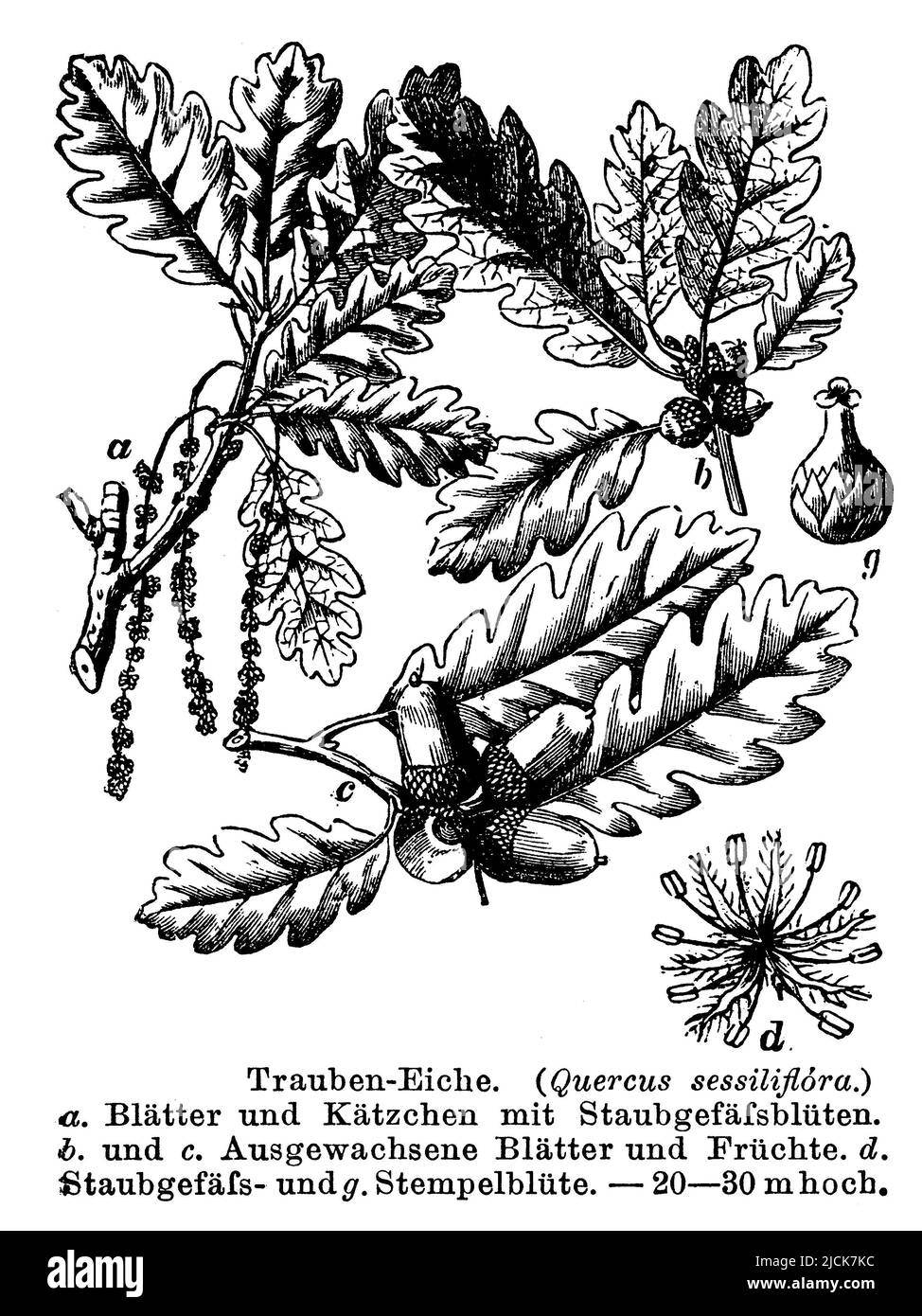 sessile oak, Quercus petraea, anonym (botany book, 1884), Traubeneiche, chêne rouvre Stock Photo