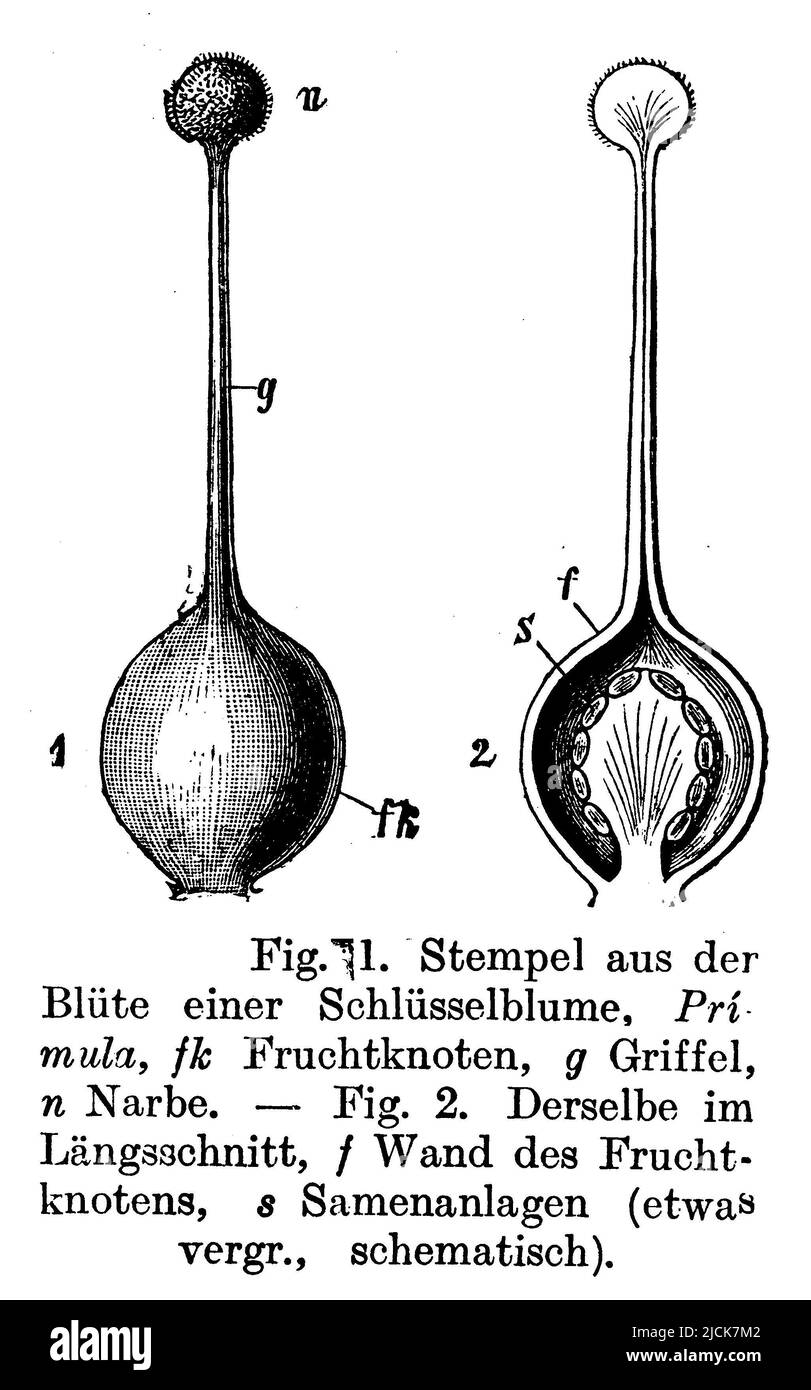cowslip, common cowslip, cowslip primrose, Primula veris, anonym (botany book, 1910), Schlüsselblume, La Primevère officinale Stock Photo